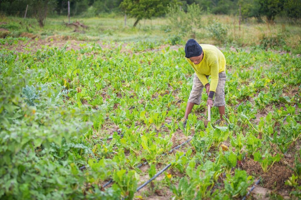 Lady farmer in Africa in field of crops watering plants